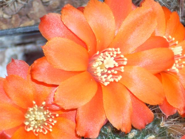 Rebutia Lateritia KK1519