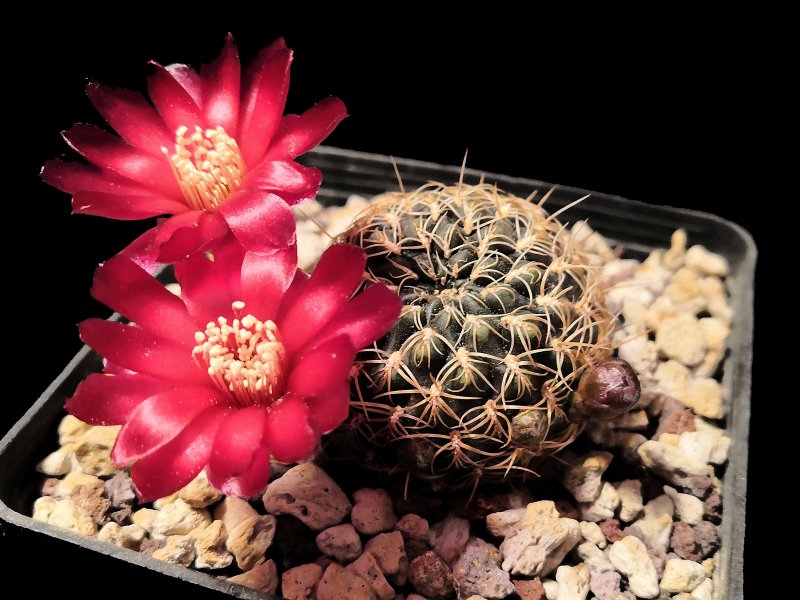 Sulcorebutia crispata RMR0413/1