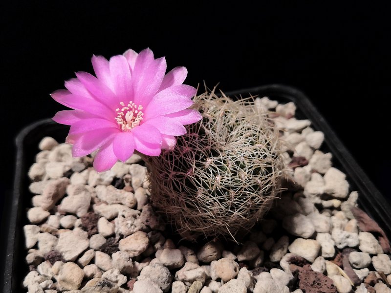 sulcorebutia roberto-vasquezii