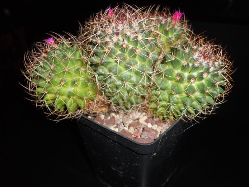 Mammillaria rhodantha 