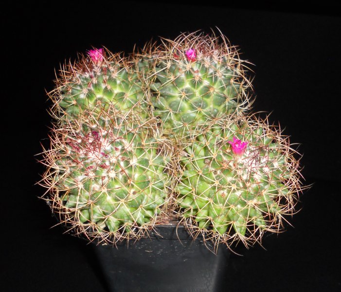 Mammillaria rhodantha 