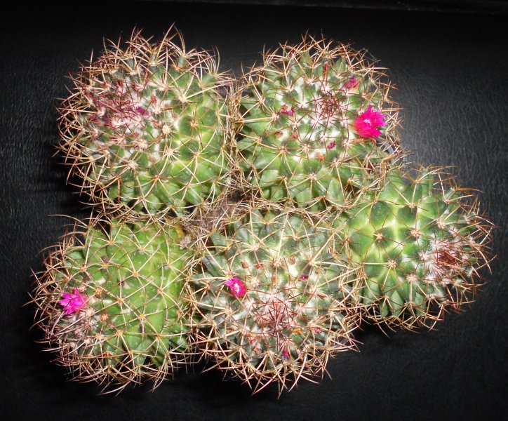 Mammillaria rhodantha 