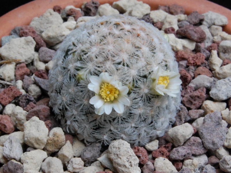 Mammillaria roemeri 