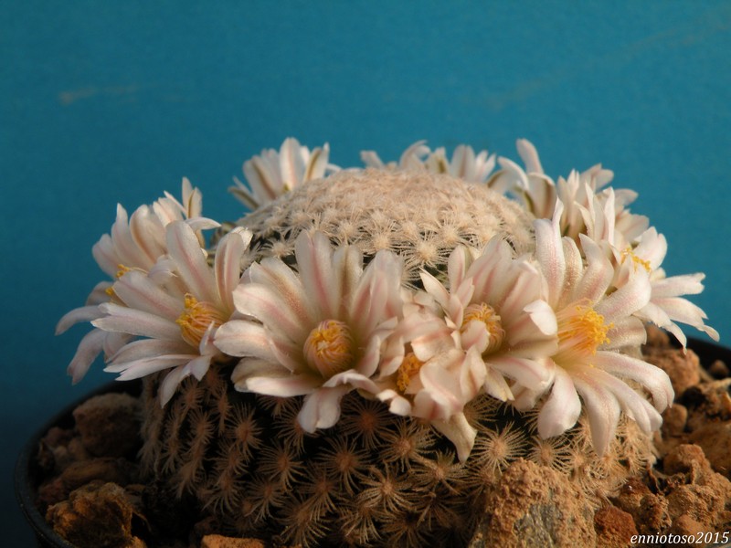 Mammillaria roemeri 