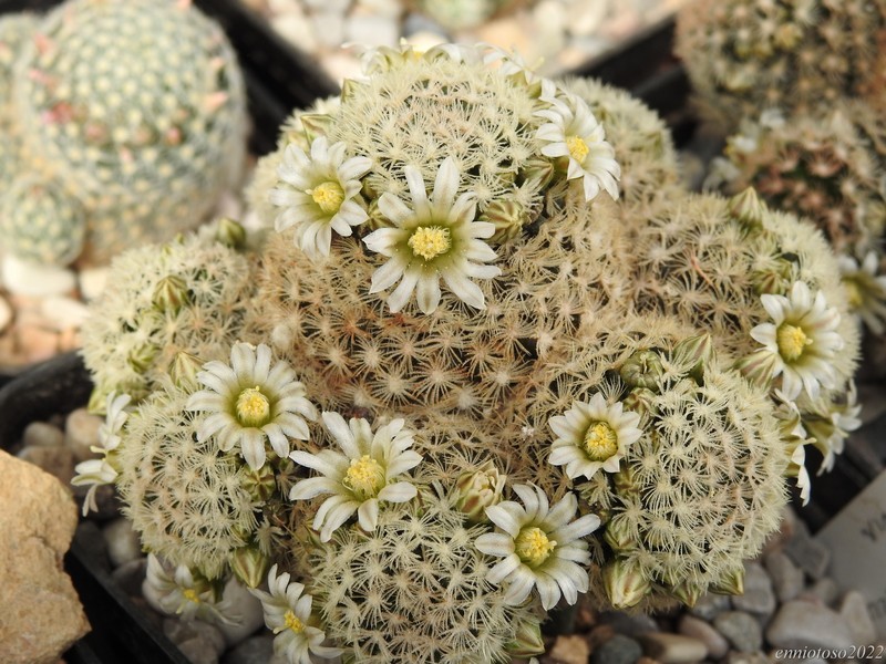 Mammillaria roemeri lm578a