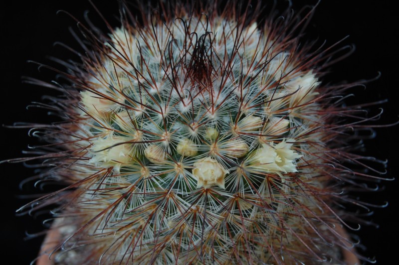 Mammillaria moelleriana ROG 003a