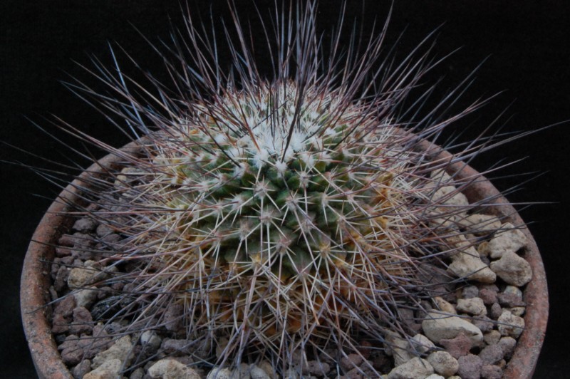 Mammillaria aff. papasquiarensis ROG 307