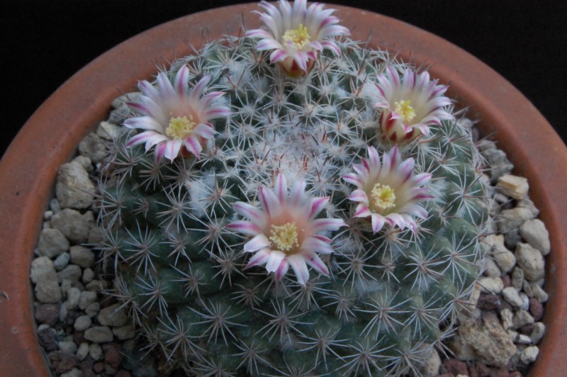 Mammillaria standleyi ROG 658