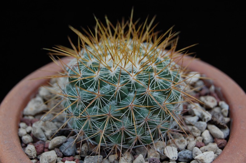 Mammillaria canelensis ROG 649