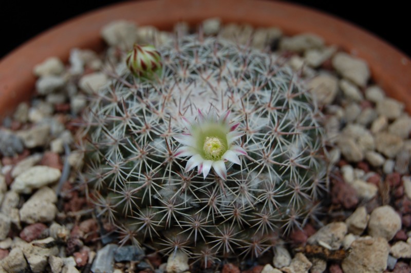 Mammillaria standleyi ROG 658