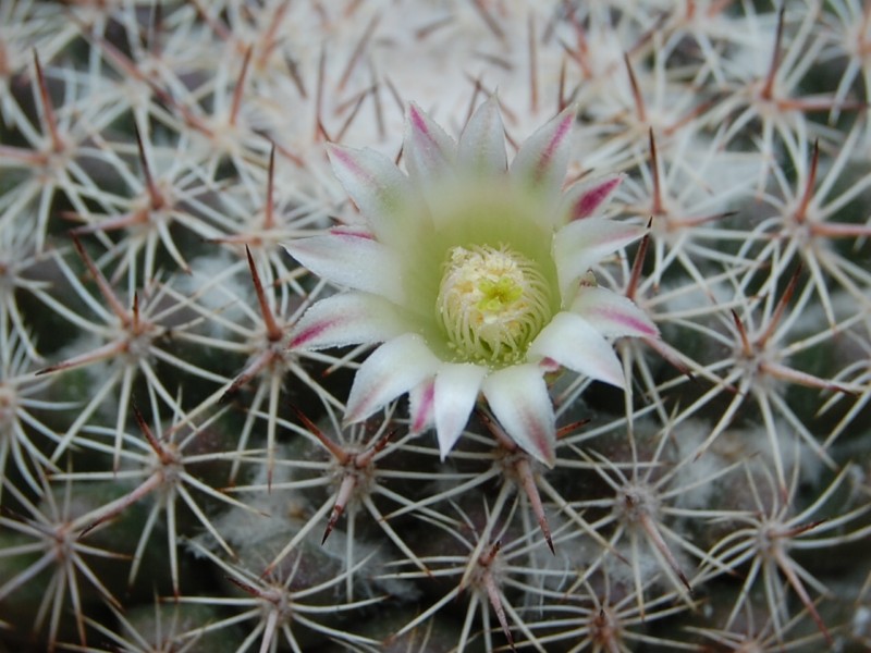 Mammillaria standleyi ROG 658