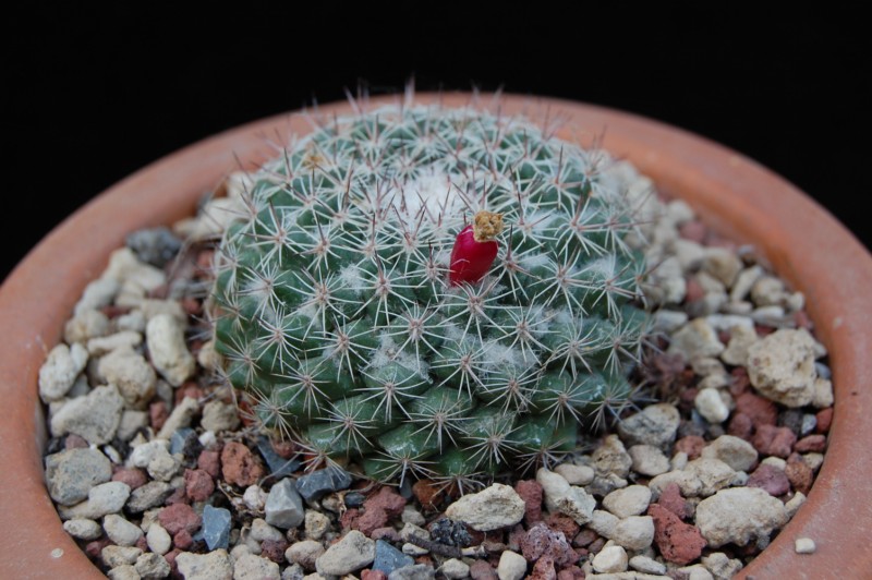 Mammillaria standleyi ROG 658