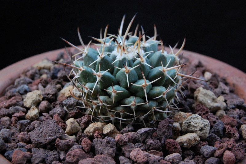 Mammillaria aff. magnimamma ROG 118