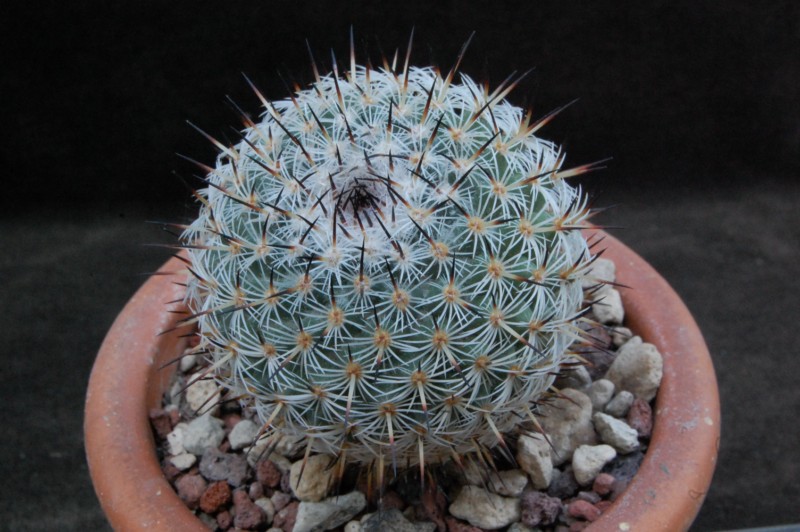 Mammillaria elegans 