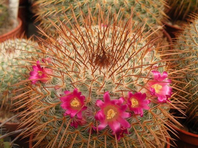 Mammillaria sp. rog138