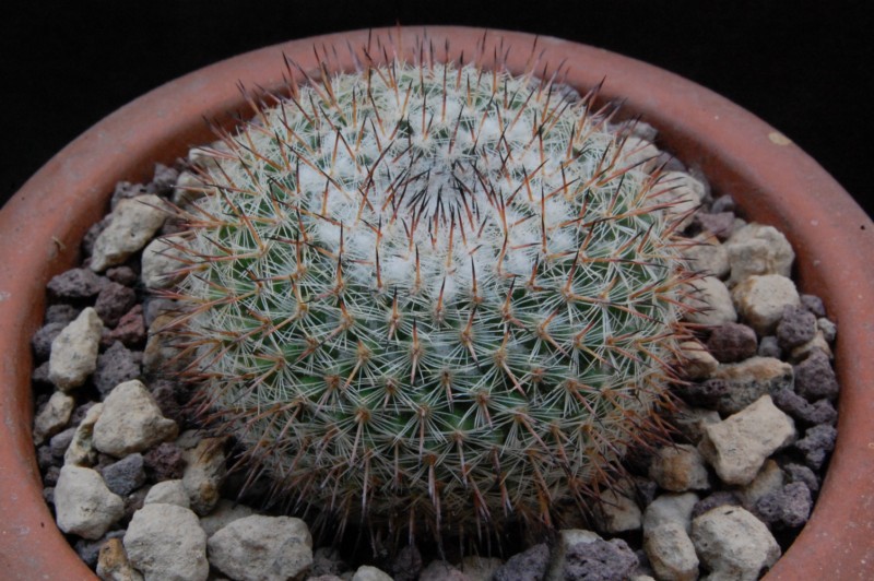 Mammillaria aff. saetigera ROG 432