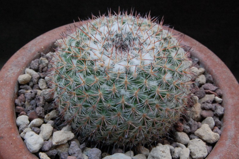 Mammillaria aff. saetigera ROG 495