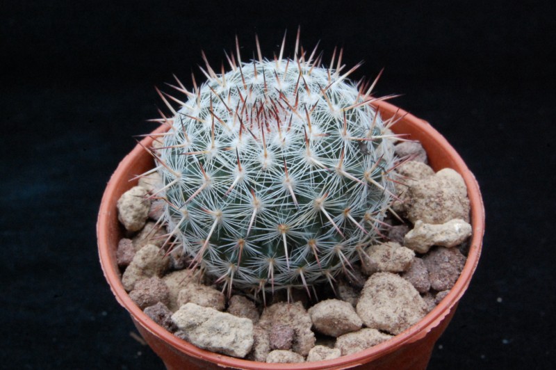 Mammillaria saetigera TL 901