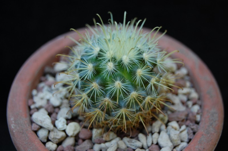 Mammillaria cowperae ROG 509