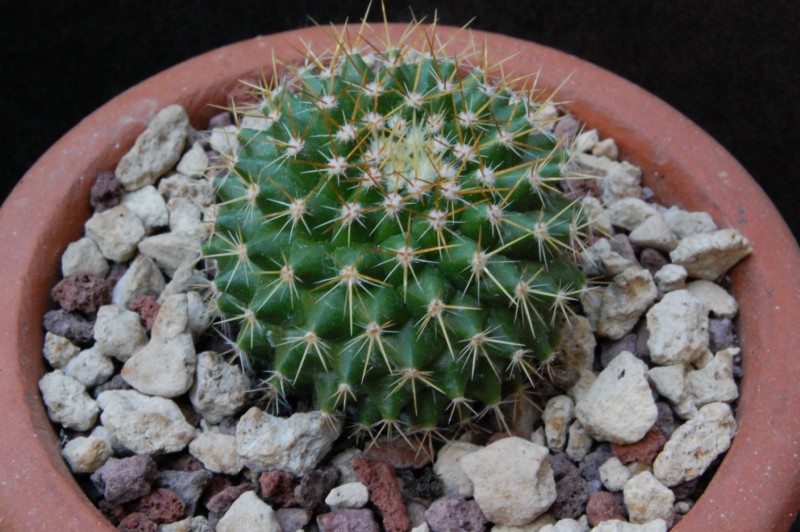 Mammillaria marksiana ROG 515