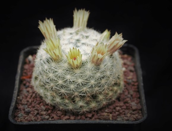 Mammillaria candida ROG 604