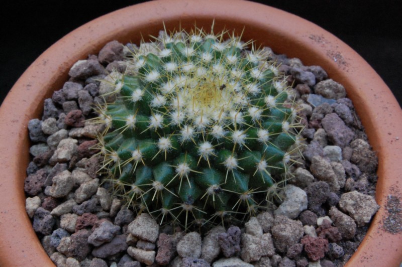 Mammillaria marksiana ROG 672