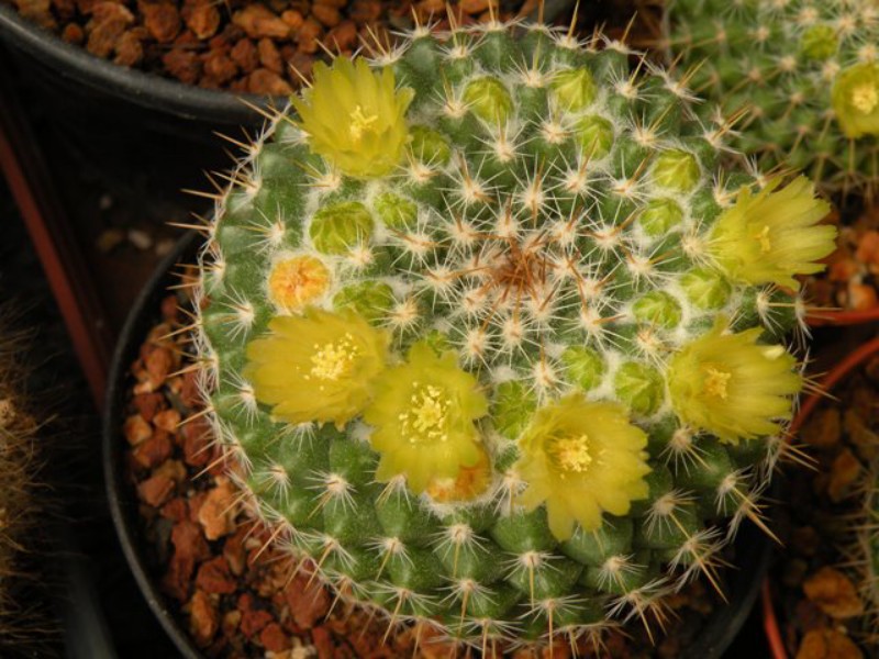 Mammillaria lindsayi ROG 681