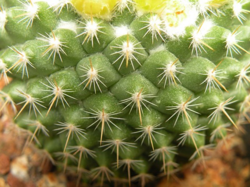 Mammillaria lindsayi ROG 681