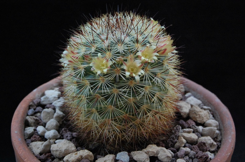 Mammillaria densispina ROG 506