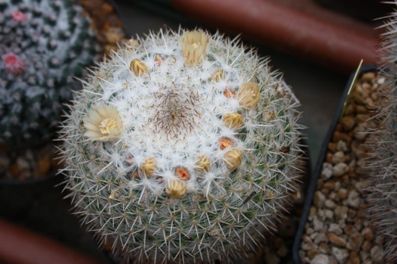 Mammillaria rosensis 