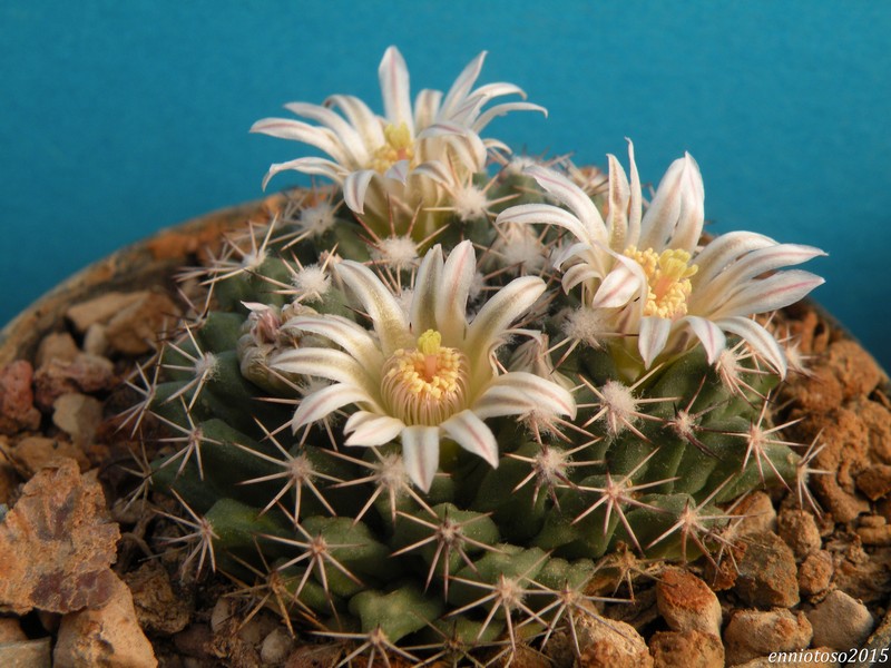 Mammillaria roseoalba SB 39