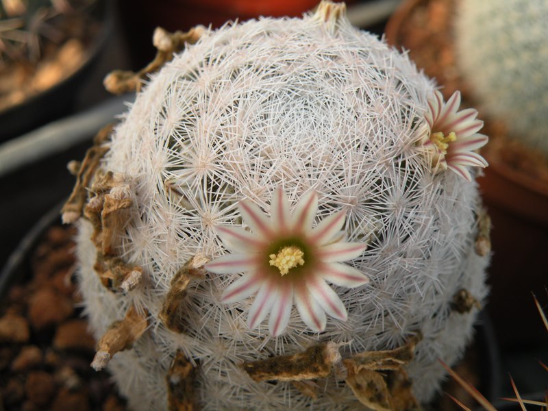 Mammillaria roseocentra SB 446