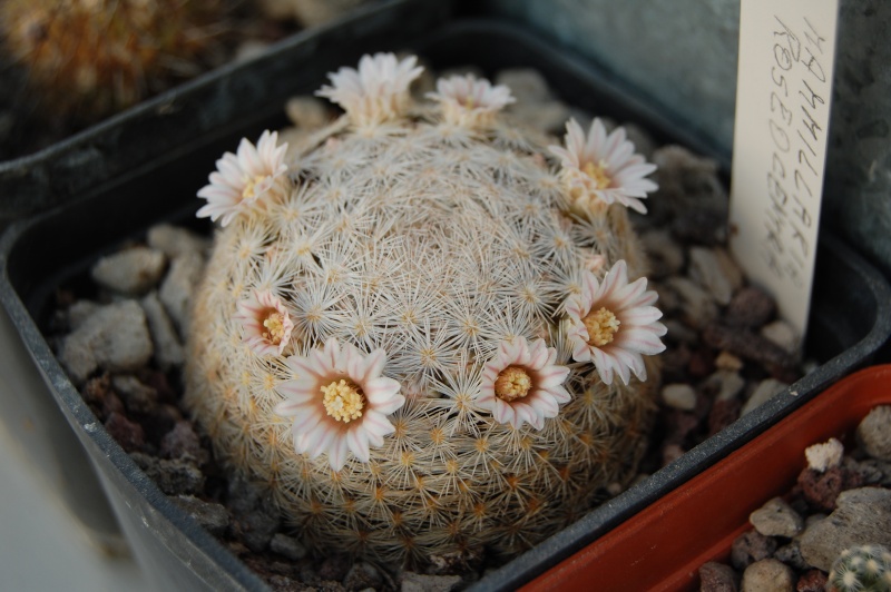 Mammillaria roseocentra 