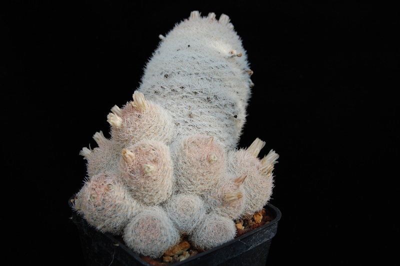 Mammillaria roseocentra SB 446