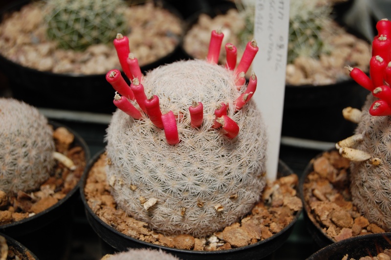 Mammillaria roseocentra SB 446