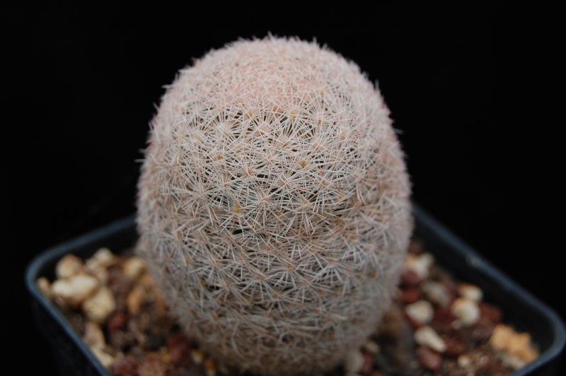 Mammillaria roseocentra SB 446