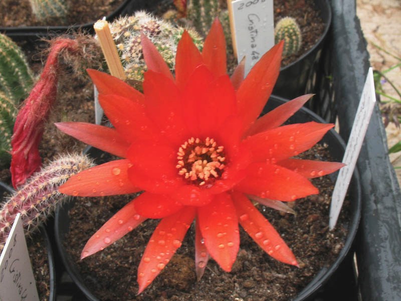 Chamaecereus ibrido rosso grande 