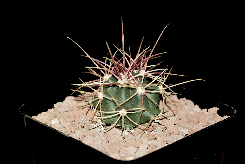 Ferocactus cylindraceus v. rostii 