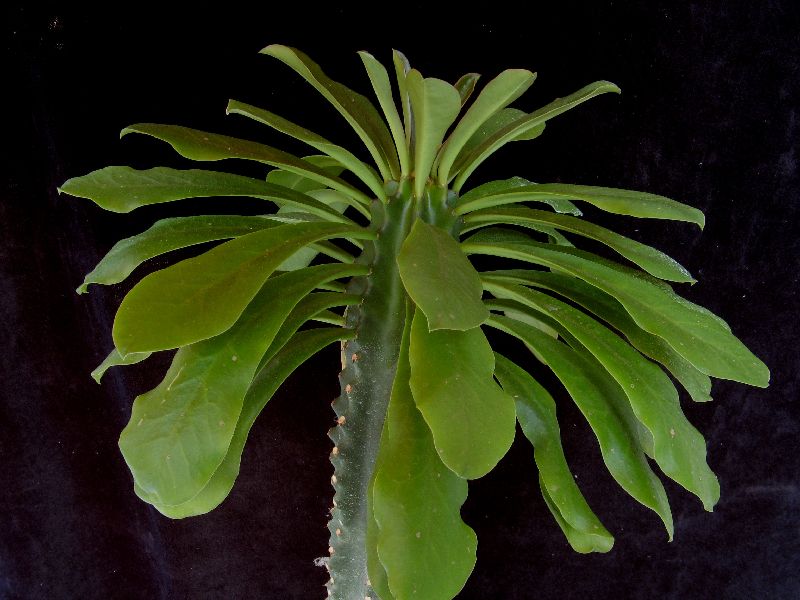 euphorbia royleana