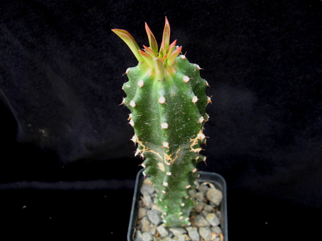 Euphorbia royleana 