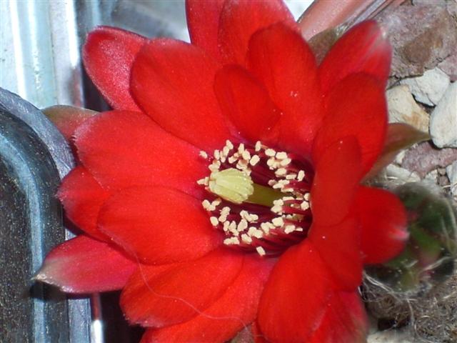 Rebutia pauciareolata FR1121