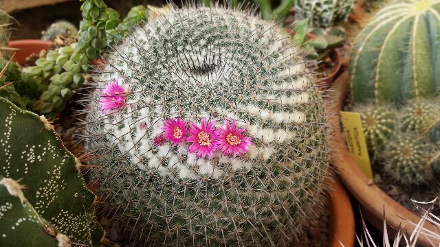 Mammillaria hahniana ssp. woodsii 