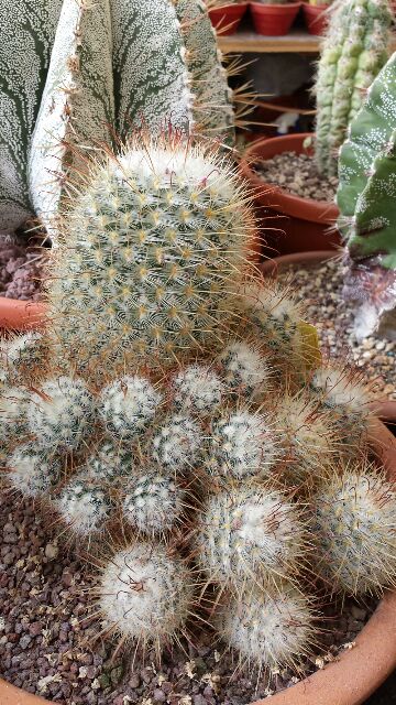 Mammillaria bombycina 