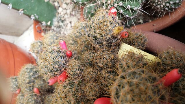 Mammillaria prolifera 