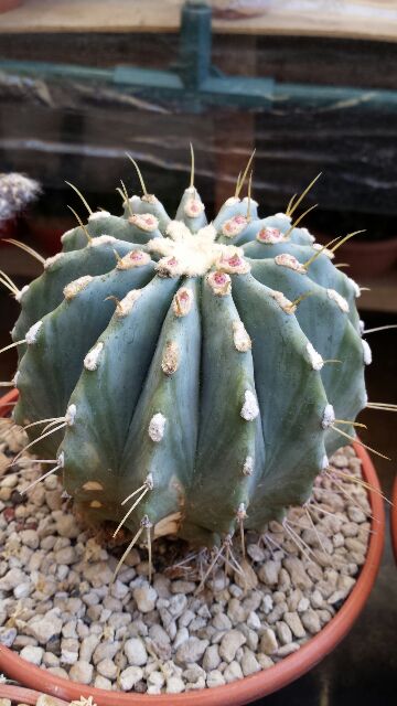 Ferocactus glaucescens v. inermis 