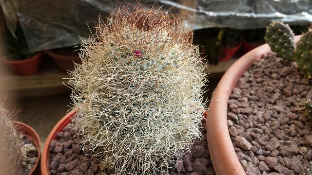 Mammillaria huitzilopochtli 