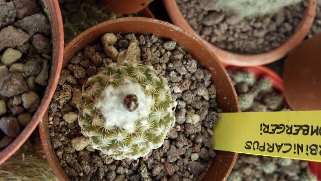 Turbinicarpus x mombergeri 