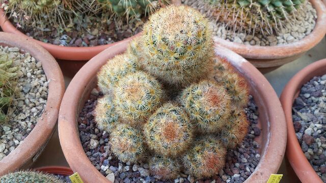 Mammillaria carmenae 