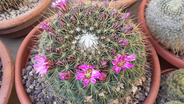 Mammillaria cv. ginsa-maru 