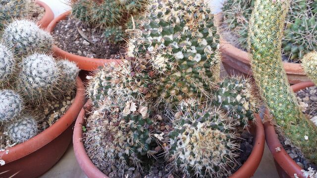 Mammillaria karwinskiana ssp. beiselii f. arteaga 